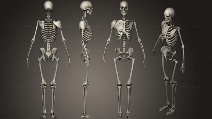Anatomy of skeletons and skulls (human Skeleton, ANTM_0721) 3D models for cnc